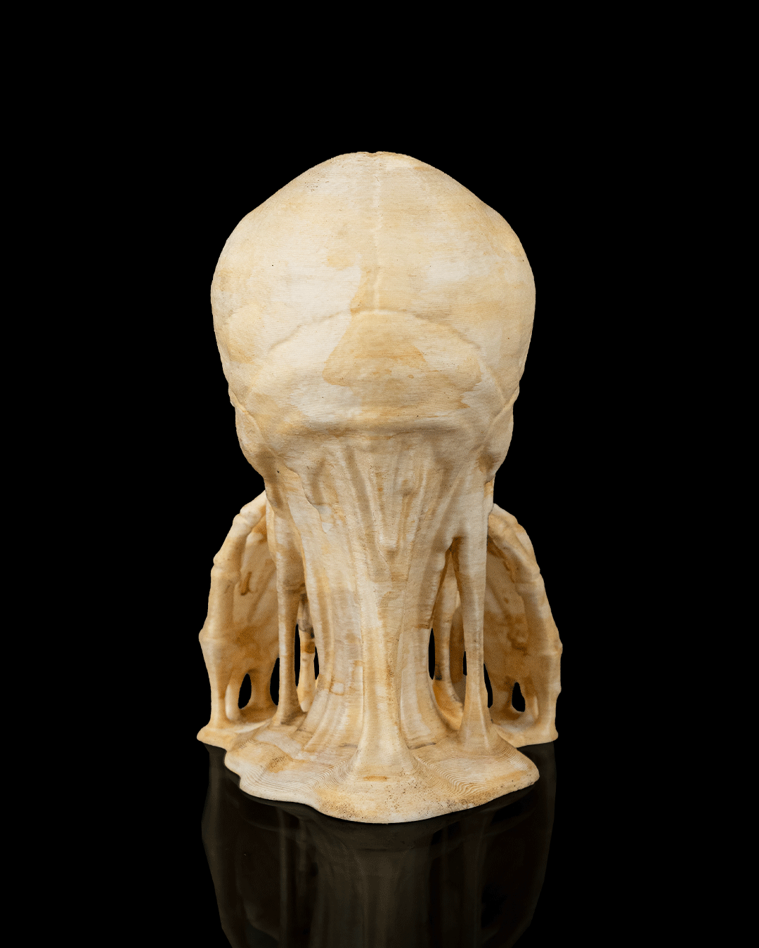 đź’€ Skulls of Wisdom